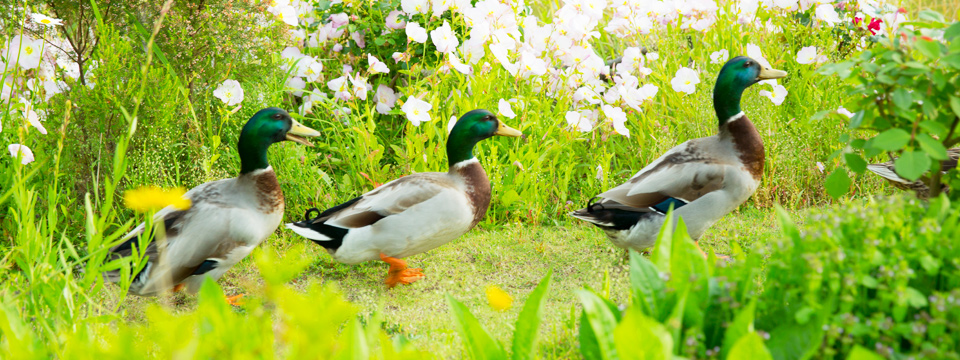 鳥兒婉轉的鳴叫，森林的耳語...被大自然包圍的治愈酒店