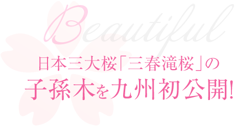 日本三大桜の子孫木を九州初公開 さくら祭 イベント ニュース ハウステンボスリゾート