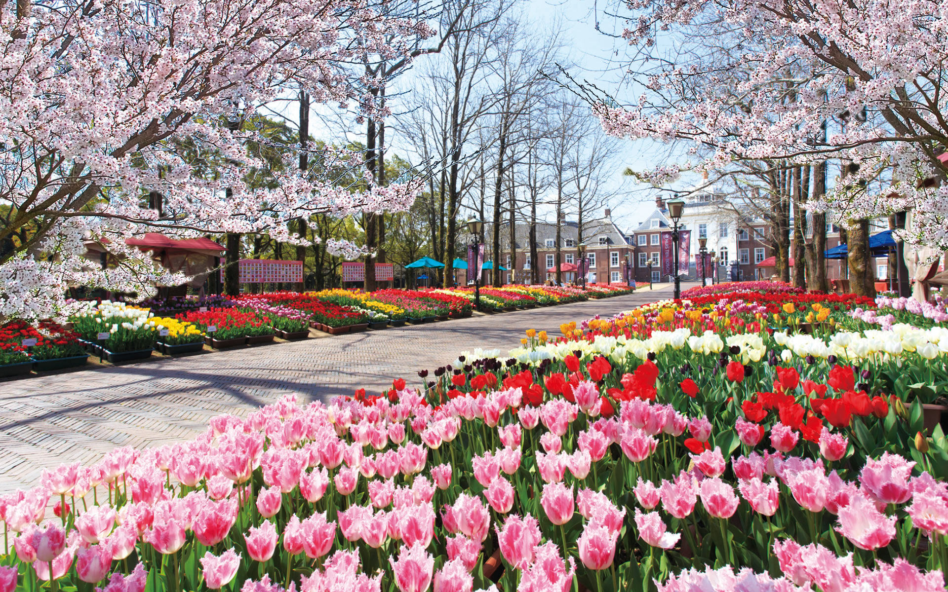 日本三大桜の子孫木を九州初公開 さくら祭 イベント ニュース ハウステンボスリゾート