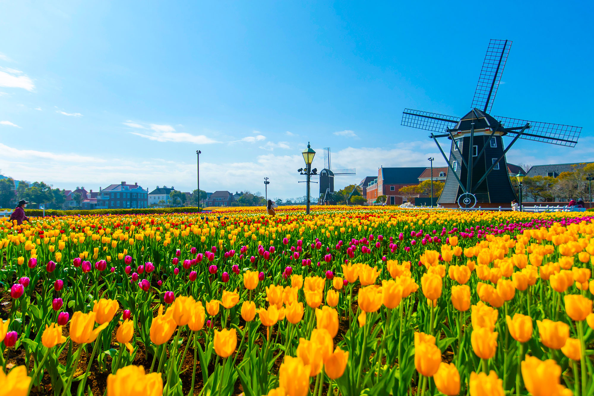 チューリップセレブレーション｜イベント｜ハウステンボス｜公式WEBサイト