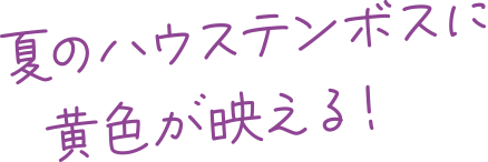 ハーフヤードビールが映えすぎる！